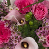 Minuet in Pink