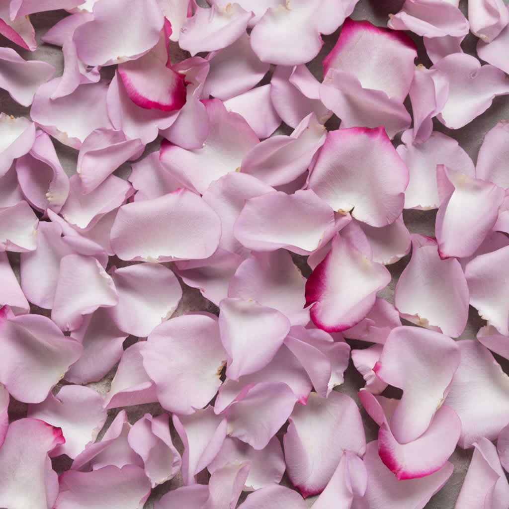 Fresh Rose Petals