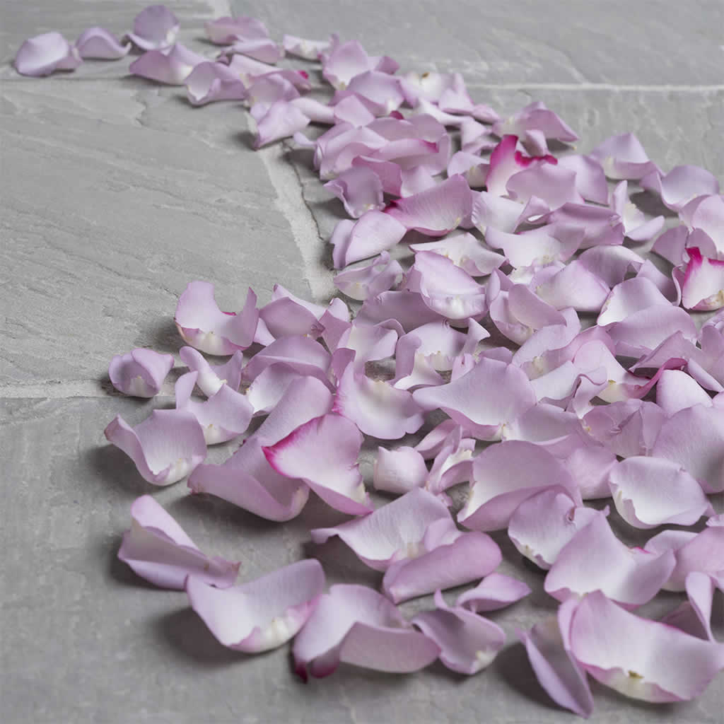 Fresh Rose Petals