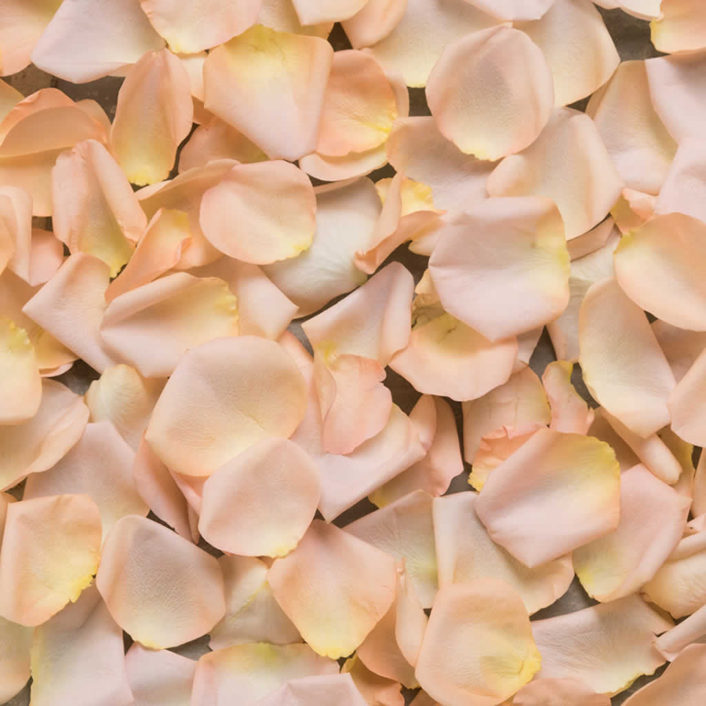Fresh Rose Petals