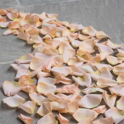 Fresh Rose Petals