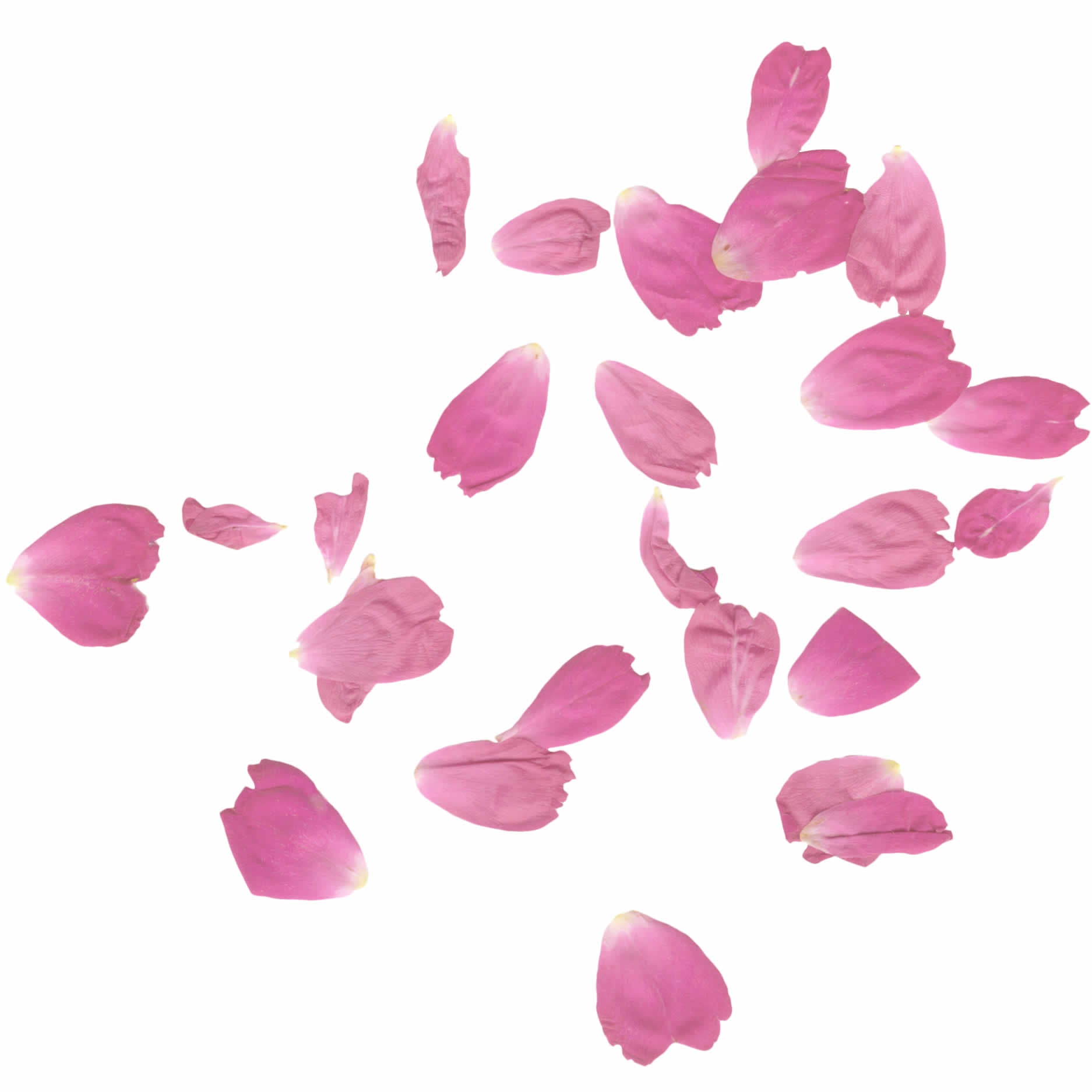 Fresh Rose Petals