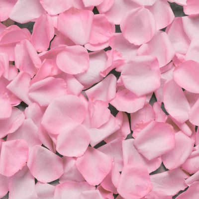Fresh Rose Petals