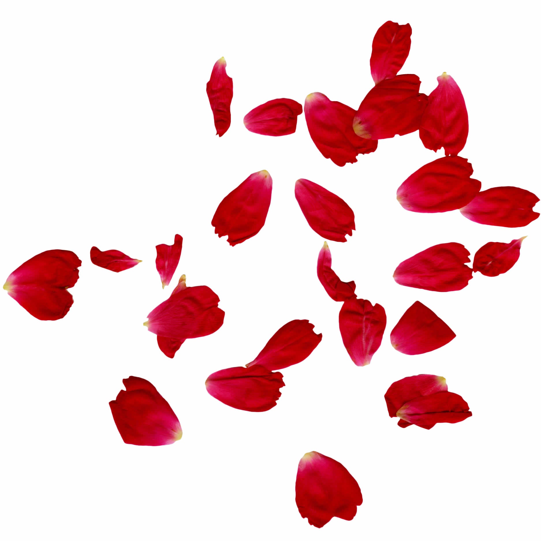 Fresh Rose Petals