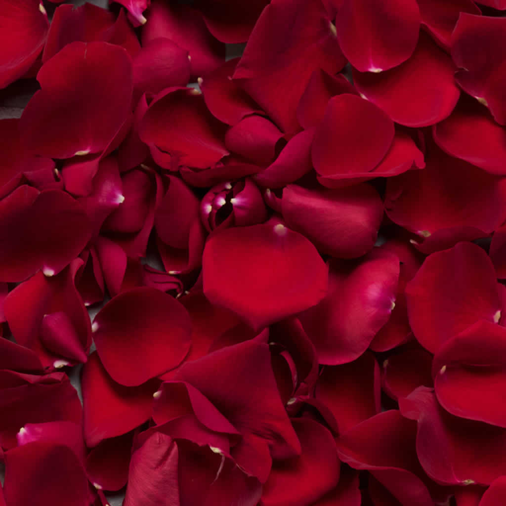 Fresh Rose Petals