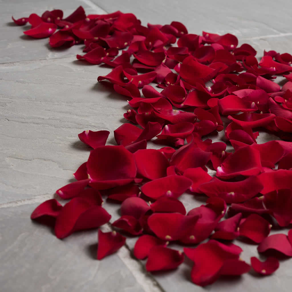 Fresh Rose Petals